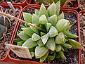 Нажмите на изображение для увеличения.

Название:	H.turgida v.palidifolia.jpg
Просмотров:	417
Размер:	132.9 Кб
ID:	384063