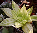 Нажмите на изображение для увеличения.

Название:	Копия H.cumbiformis v.variegata.jpg
Просмотров:	274
Размер:	122.3 Кб
ID:	384091