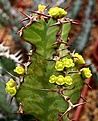 Нажмите на изображение для увеличения.

Название:	Euphorbia_pseudocactus_IMG_6441.jpg
Просмотров:	351
Размер:	78.8 Кб
ID:	384106