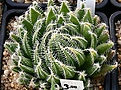 Нажмите на изображение для увеличения.

Название:	Haworthia_arachnoidea_MG3830.8_IMG_6473.jpg
Просмотров:	221
Размер:	133.3 Кб
ID:	384139