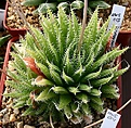 Нажмите на изображение для увеличения.

Название:	Haworthia_arachnoidea_Шинкарен_IMG_6464.jpg
Просмотров:	224
Размер:	142.9 Кб
ID:	384140