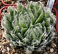 Нажмите на изображение для увеличения.

Название:	Haworthia_bolusii_JDV87-186_Graaff_Reinet_IMG_6465.jpg
Просмотров:	221
Размер:	173.0 Кб
ID:	384141