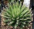 Нажмите на изображение для увеличения.

Название:	Haworthia_xiphiophylla_Coega_Kop_IB12290_IMG_6474.jpg
Просмотров:	251
Размер:	130.7 Кб
ID:	384142