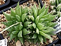 Нажмите на изображение для увеличения.

Название:	Haworthia_isabellae_IB12916_IMG_6471.jpg
Просмотров:	245
Размер:	101.4 Кб
ID:	384143