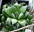 Нажмите на изображение для увеличения.

Название:	Haworthia_calcarea_JDV84-65_De_Hoop_Nature_Reserve_E_of_Bredasdorp_IMG_6347.jpg
Просмотров:	311
Размер:	102.5 Кб
ID:	384144