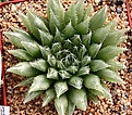 Нажмите на изображение для увеличения.

Название:	Haworthia_decipiens_MG3844_IMG_6463.jpg
Просмотров:	241
Размер:	143.3 Кб
ID:	384145