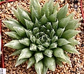 Нажмите на изображение для увеличения.

Название:	Haworthia_decipiens_MG3844_IMG_6463.jpg
Просмотров:	224
Размер:	143.3 Кб
ID:	384145