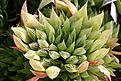 Нажмите на изображение для увеличения.

Название:	Haworthia_translucens_BIN16523_IMG_6478.jpg
Просмотров:	226
Размер:	86.4 Кб
ID:	384146