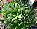 Нажмите на изображение для увеличения.

Название:	Haworthia_marumiana_JDV92-46_N_of_Queenstown_IMG_6467.jpg
Просмотров:	223
Размер:	112.7 Кб
ID:	384147