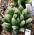 Нажмите на изображение для увеличения.

Название:	Haworthia_pilifera_RIB0139_Stutterheim_IMG_6457.jpg
Просмотров:	237
Размер:	106.8 Кб
ID:	384149