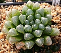 Нажмите на изображение для увеличения.

Название:	Haworthia_cooperi_v_filifera_truncata_ISI1762_IMG_6485.jpg
Просмотров:	230
Размер:	102.6 Кб
ID:	384150