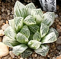 Нажмите на изображение для увеличения.

Название:	Haworthia_cooperi_cv_Bryan_Makin_IMG_6487.jpg
Просмотров:	250
Размер:	106.5 Кб
ID:	384151
