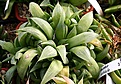 Нажмите на изображение для увеличения.

Название:	Haworthia_nitidula_Налимов_IMG_6479.jpg
Просмотров:	246
Размер:	94.4 Кб
ID:	384153