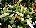 Нажмите на изображение для увеличения.

Название:	Haworthia_retusa_f_longibracteata_Омск_IMG_6480.jpg
Просмотров:	245
Размер:	87.5 Кб
ID:	384154