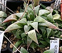 Нажмите на изображение для увеличения.

Название:	Haworthia_retusa_v_acuminata_семЧервин_IMG_6342.jpg
Просмотров:	258
Размер:	119.7 Кб
ID:	384155