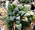 Нажмите на изображение для увеличения.

Название:	Haworthia_otzenii_Омск_IMG_6343.jpg
Просмотров:	242
Размер:	116.1 Кб
ID:	384156