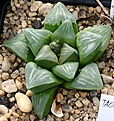 Нажмите на изображение для увеличения.

Название:	Haworthia_mutica_Червин_IMG_6349.jpg
Просмотров:	333
Размер:	114.1 Кб
ID:	384157