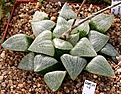 Нажмите на изображение для увеличения.

Название:	Haworthia_comptoniana_Koehres_IMG_6482.jpg
Просмотров:	322
Размер:	128.2 Кб
ID:	384158