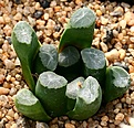 Нажмите на изображение для увеличения.

Название:	Haworthia_maughanii_семШинкарен_IMG_6484.jpg
Просмотров:	243
Размер:	105.5 Кб
ID:	384159