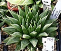 Нажмите на изображение для увеличения.

Название:	Haworthia_venetia_N_of_Hankey_IB14115_IMG_6475.jpg
Просмотров:	245
Размер:	107.4 Кб
ID:	384160