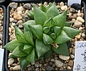 Нажмите на изображение для увеличения.

Название:	Haworthia_reddii_JDV92-113_Waterdown_Dam_IMG_6358.jpg
Просмотров:	247
Размер:	86.5 Кб
ID:	384161