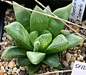 Нажмите на изображение для увеличения.

Название:	Haworthia_turgida_f_suberecta_Bosfontein_ES3782_IMG_6348.jpg
Просмотров:	296
Размер:	99.4 Кб
ID:	384162