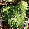 Нажмите на изображение для увеличения.

Название:	Haworthia_cymbiformis_v_transiens_BIN_IMG_6497.jpg
Просмотров:	238
Размер:	126.3 Кб
ID:	384163
