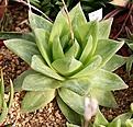 Нажмите на изображение для увеличения.

Название:	Haworthia_agavoides_BIN16825_IMG_6490.jpg
Просмотров:	297
Размер:	112.6 Кб
ID:	384164