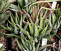 Нажмите на изображение для увеличения.

Название:	Haworthia_attenuata_BIN_IMG_6376.jpg
Просмотров:	207
Размер:	154.4 Кб
ID:	384165