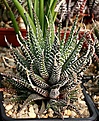 Нажмите на изображение для увеличения.

Название:	Haworthia_attenuata_Clariperla_BIN_IMG_6533.jpg
Просмотров:	235
Размер:	133.2 Кб
ID:	384166