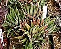Нажмите на изображение для увеличения.

Название:	Haworthia_fasciata_IMG_6373.jpg
Просмотров:	217
Размер:	146.7 Кб
ID:	384167