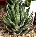 Нажмите на изображение для увеличения.

Название:	Haworthia_fasciata_La_Farge_IB13554_IMG_6495.jpg
Просмотров:	215
Размер:	109.9 Кб
ID:	384168