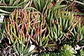 Нажмите на изображение для увеличения.

Название:	Haworthia_radula_IMG_6375.jpg
Просмотров:	291
Размер:	139.3 Кб
ID:	384169