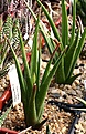 Нажмите на изображение для увеличения.

Название:	Haworthia_longiana_SE_Patensie_MG3898.2_IMG_6510.jpg
Просмотров:	300
Размер:	91.1 Кб
ID:	384170