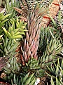 Нажмите на изображение для увеличения.

Название:	Haworthia_coarctata_BIN_IMG_6507.jpg
Просмотров:	225
Размер:	129.8 Кб
ID:	384171