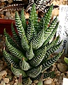 Нажмите на изображение для увеличения.

Название:	Haworthia_coarctata_DMC03845_S_of_Salem_IMG_6496.jpg
Просмотров:	225
Размер:	106.7 Кб
ID:	384173