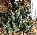 Нажмите на изображение для увеличения.

Название:	Haworthia_minima_Swellendam_IMG_6494.jpg
Просмотров:	206
Размер:	112.6 Кб
ID:	384174