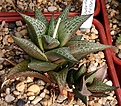 Нажмите на изображение для увеличения.

Название:	Haworthia_tesselata_IMG_6371.jpg
Просмотров:	202
Размер:	113.9 Кб
ID:	384176