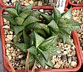 Нажмите на изображение для увеличения.

Название:	Haworthia_tesselata_БССПбГУ_IMG_6370.jpg
Просмотров:	224
Размер:	131.0 Кб
ID:	384177