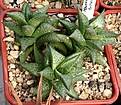 Нажмите на изображение для увеличения.

Название:	Haworthia_tesselata_БССПбГУ_IMG_6370.jpg
Просмотров:	195
Размер:	131.0 Кб
ID:	384177