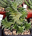 Нажмите на изображение для увеличения.

Название:	Haworthia_viscosa_ЦСБС_IMG_6369.jpg
Просмотров:	294
Размер:	116.2 Кб
ID:	384178