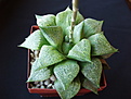 Нажмите на изображение для увеличения.

Название:	Haworthia emelyae 01.jpg
Просмотров:	267
Размер:	76.7 Кб
ID:	384181
