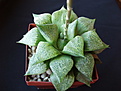 Нажмите на изображение для увеличения.

Название:	Haworthia emelyae 01.jpg
Просмотров:	246
Размер:	76.7 Кб
ID:	384181