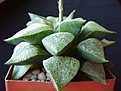 Нажмите на изображение для увеличения.

Название:	Haworthia emelyae 02.jpg
Просмотров:	254
Размер:	76.8 Кб
ID:	384182