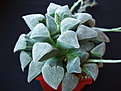 Нажмите на изображение для увеличения.

Название:	Haworthia pygmaea 01.jpg
Просмотров:	259
Размер:	77.2 Кб
ID:	384183