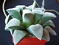 Нажмите на изображение для увеличения.

Название:	Haworthia pygmaea 02.jpg
Просмотров:	267
Размер:	76.2 Кб
ID:	384184