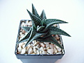 Нажмите на изображение для увеличения.

Название:	Haworthia nigra_Fishriver.jpg
Просмотров:	230
Размер:	72.5 Кб
ID:	384185