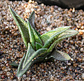 Нажмите на изображение для увеличения.

Название:	H. nigra var. diversifolia.jpg
Просмотров:	249
Размер:	119.7 Кб
ID:	384196