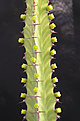 Нажмите на изображение для увеличения.

Название:	Euphorbia pseudocactus.jpg
Просмотров:	349
Размер:	59.5 Кб
ID:	384237