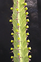 Нажмите на изображение для увеличения.

Название:	Euphorbia pseudocactus.jpg
Просмотров:	404
Размер:	59.5 Кб
ID:	384237